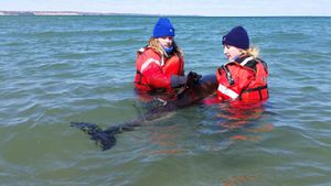 Rescue Operation Saves Two Entangled Humpback Whales