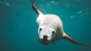 Australian Sea Lions Provide Insight Into Ocean Depths