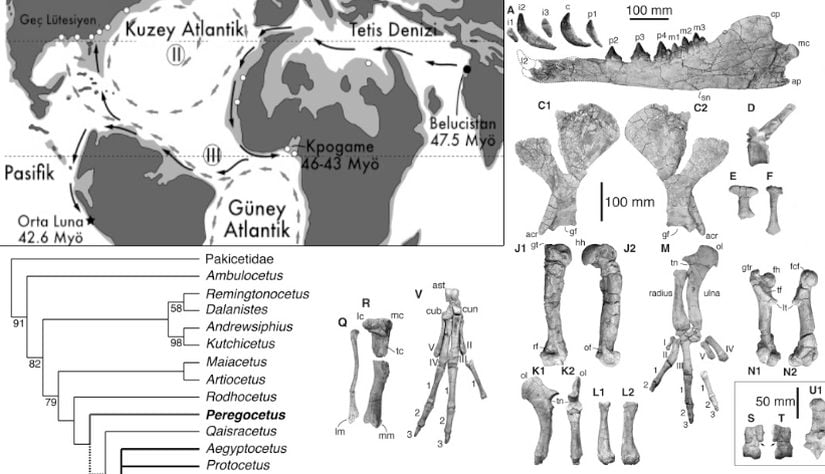 Peregocetus pacificus türüne ait bulunan (haritada yıldız işareti) kemikler, göç yolları ve taksonomisi.