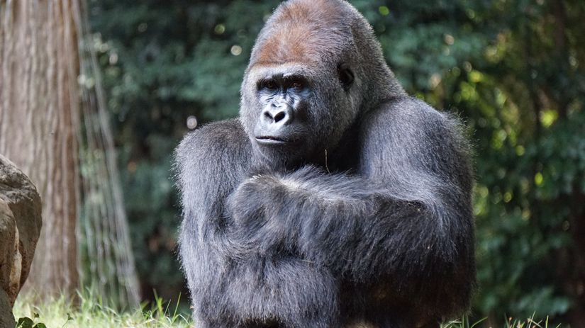 Goriller de sinsitin proteininin farklı formlarını bulundurur.