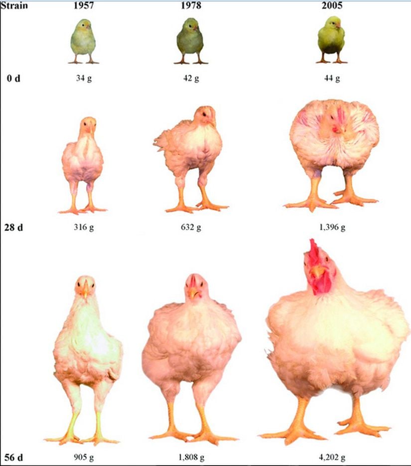 Tavukların farklı yıl ve yaşlardaki büyüklüklerinin kıyası.