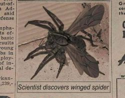 Kanatlı örümcekler gerçek mi, örümceklerin kanatlanması mümkün mü?