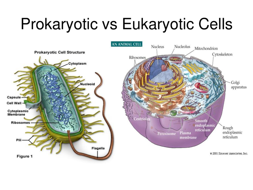Prokaryot ve ökaryot hücrelere birer örnek..