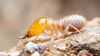 Tamamı Dizilenen Termit Genomu, Böceklerin Yaşam Döngüsünü Aydınlatıyor!