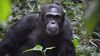 Ngogo Şempanze Kabilesi: 200'den Fazla Üyeye Sahip Dünya'nın En Büyük Maymun Kabilesi Nasıl Yönetiliyor?