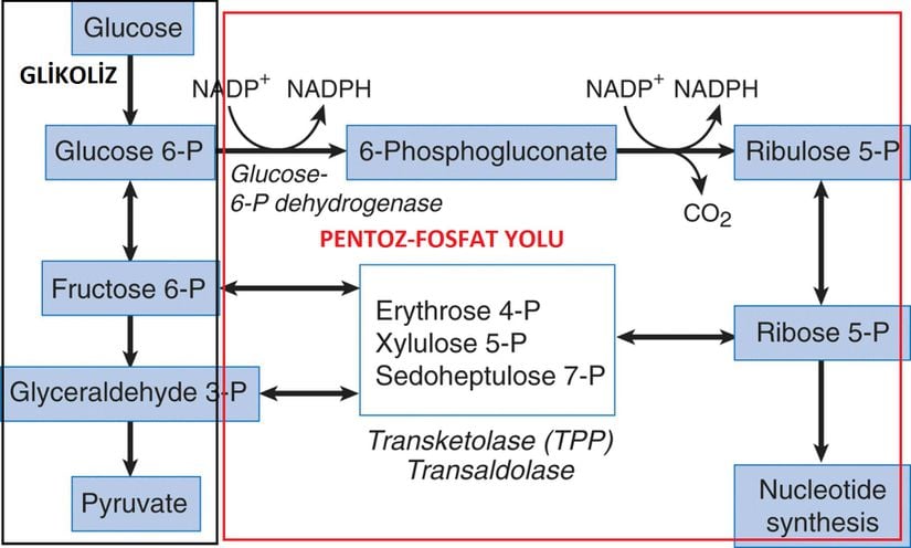 Glikoliz ve pentoz fosfat yolu bağlantısı