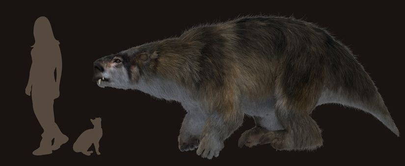 Lestodon, insan ve kedi karşılaştırılması.