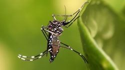 Sarı Humma Sivrisinekleri, Aynı Pestisit ile Farklı Şekillerde Mücadele Edebilecek Şekilde Evrimleşiyorlar!