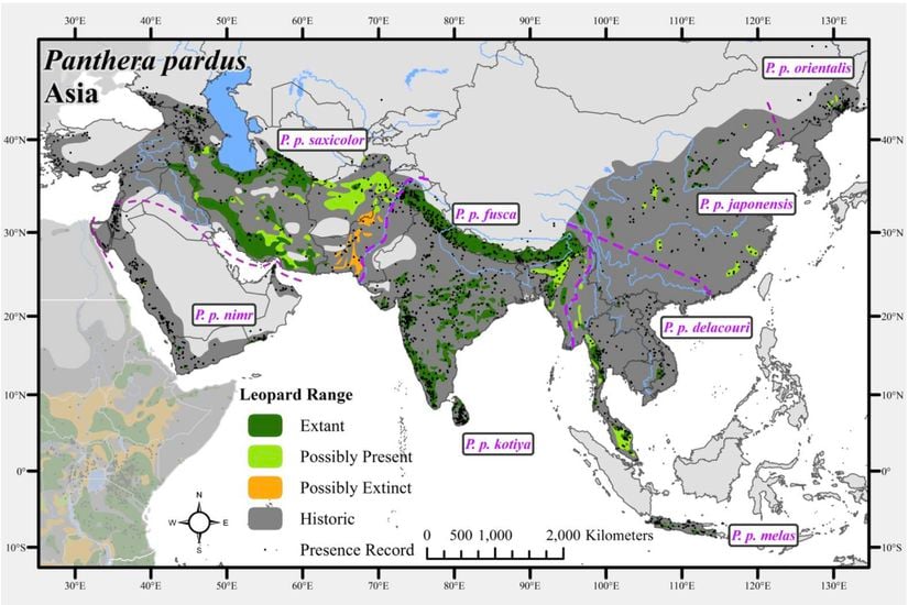 Panthera pardus alt türlerinin dağılımı. P. p. tulliana alt türünün eski adı P. p. saxicolor.