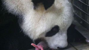 Giant Panda Ying Ying Becomes Oldest First-Time Mother