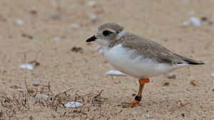 Recovery Of Great Lakes Piping Plovers Sparks Ecological Paradoxes