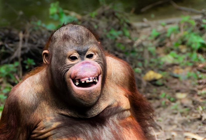 Gülen bir orangutan.