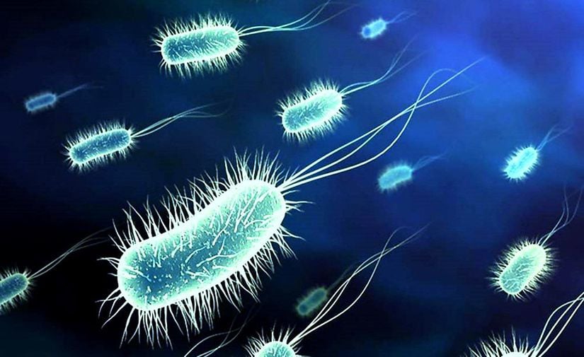 Tifoya neden olan Salmonella typhi