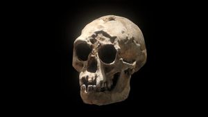 Ancient Hobbit Arm Bone Reveals Secrets Of Evolution