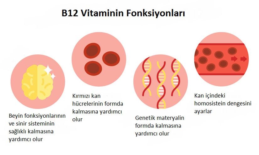 B12 vitaminin fonksiyonları.