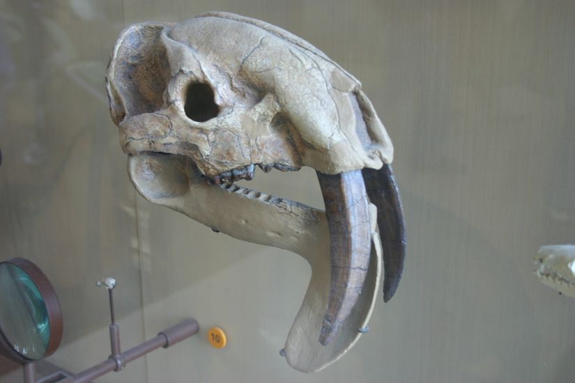 Thylacosmilus atrox kafatası.