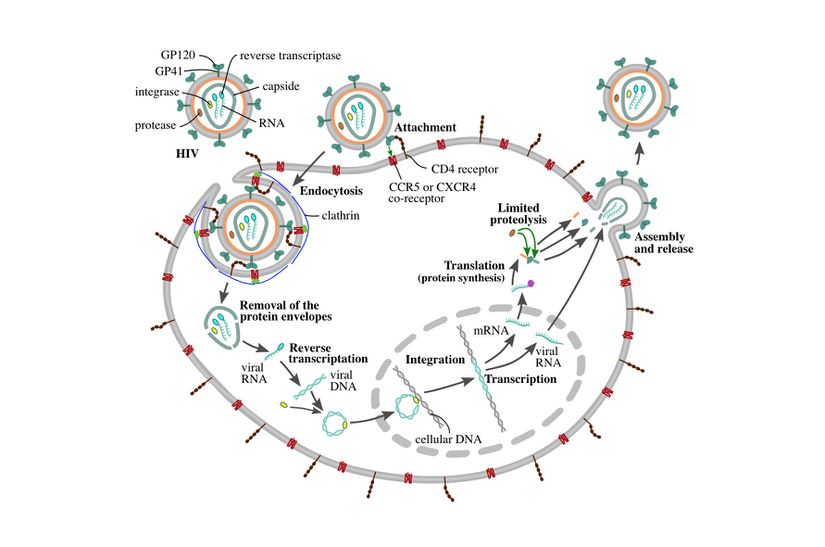 HIV'in hücreye giriş mekanizması.