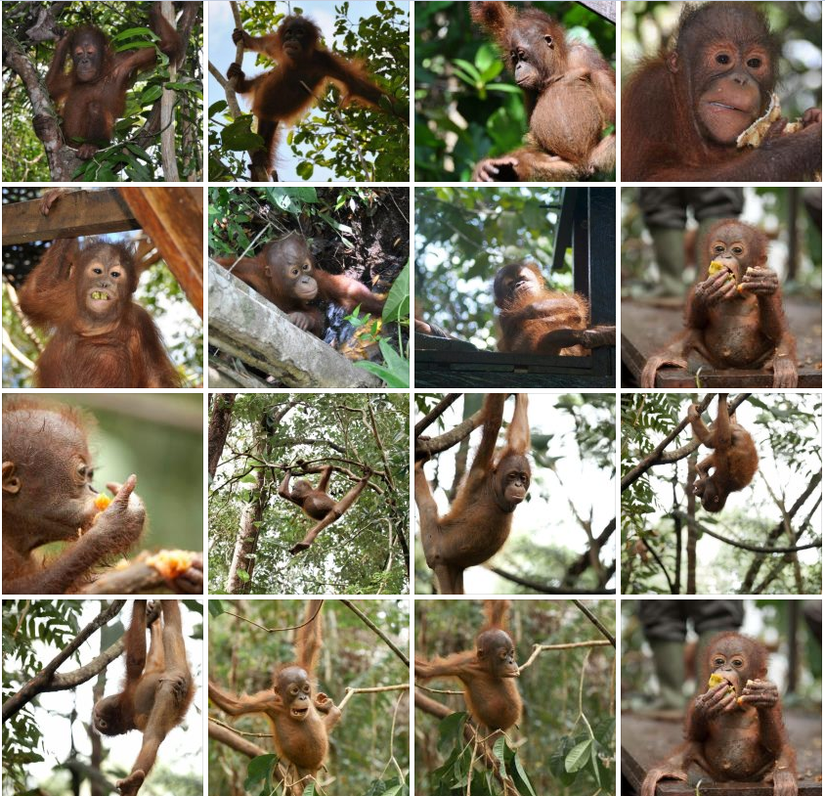 Endonezya'da bulunan Borneo'da, Batı Kalimantan'daki orangutanları vahşi hayata yeniden hazırlamak için Uluslararası Hayvan Kurtarma'nın kurduğu yeni tesislerdeki yavru orangutanlar görülüyor. Şu anda 17 orangutan yavrusuna ev sahipliği yapan tesislerde orangutanlar ve bakıcıları bulunuyor. Yeni tesislerine alışmaya çalışan yavrulardan bazıları hemen oyun alanlarına koşarken, bazıları daha temkinli davranarak bakıcılarının yanından ayrılmıyor. İçlerinden en cesuru olan Gunung ise hemen ağaçların en üst dallarına tırmanarak keşfe başlıyor.