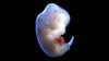 Japonya, İlk İnsan-Hayvan Embriyo Deneylerine Onay Verdi!