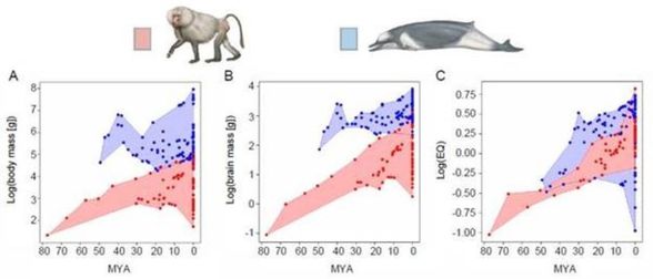 En sağdaki grafiğe bakacak olursanız, primatların (kırmızı alan) çok seri bir yükseliş gösterdiği görülüyor. Balinalar daha zeki başlıyorlar ama primatlara yetişemiyorlar.