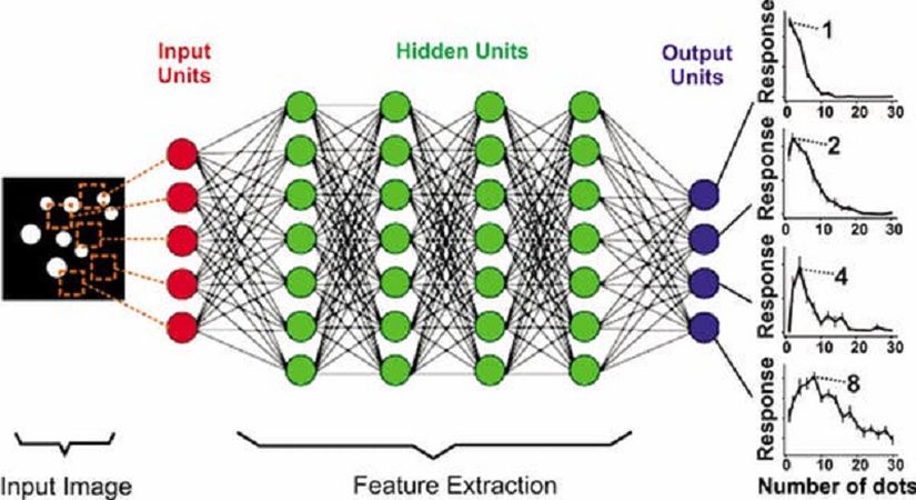 Araştırmacılar YZ'ya içinde 1'den 30'a kadar nokta olan şablonlar göstererek çeşitli sanal nöronların nasıl cevap verdiğini kaydetti. Belli sayıda noktası olan şablonlar gösterildiğinde bazı nöronlar daha aktif hale geldi.