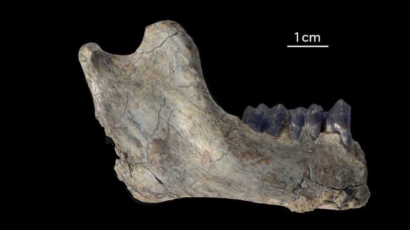 Çene kemiği parçası bilinen en eski insansıya ait, Rukwapithecus türü