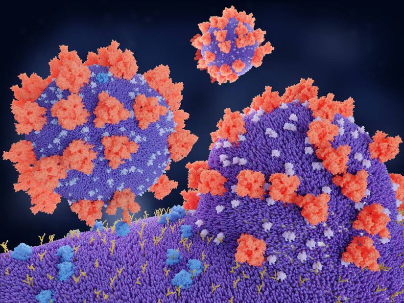 Virüsün reseptörlere bağlanış modeli