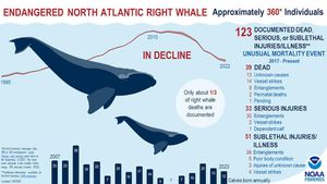 Whale Sightings Fuel Urgency For Conservation Efforts