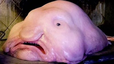 Damlabalığı (Blobfish) Nedir? Bu Balık Neden Jöle Gibi Tuhaf Gözüküyor?