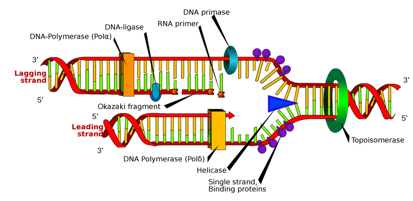 DNA replikasyonu veya DNA sentezi, çift sarmallı bir DNA molekülünün kopyalanması işlemidir. Bu süreç, tüm yaşam için esastır.