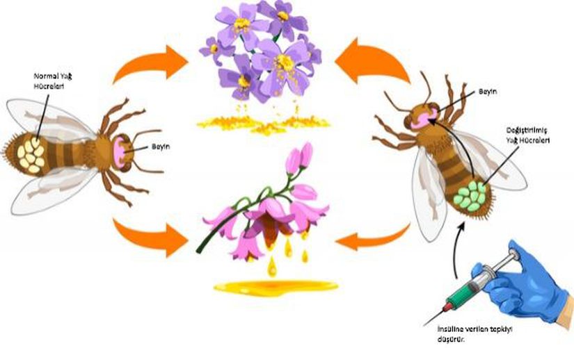 Görsel 3. Bal arılarının karın bölgelerindeki yağ hücrelerinde insülin tanıma işlevini kısıtlayan araştırmacılar bu hücrelerin besin seçme davranışındaki payını ortaya koydular. İnsülin tanımada merkezî önemi olan bir gen susturulduğunda (Değiştirilmiş Yağ Hücreleri) arılar, şekerce zengin nektardan proteince zengin polene yöneldiler. Kontrol grubu (solda) eşdeğer teknik ve biyokimyasal muameleye maruz bırakıldılar ama normal yağ hücreleri vardı.
