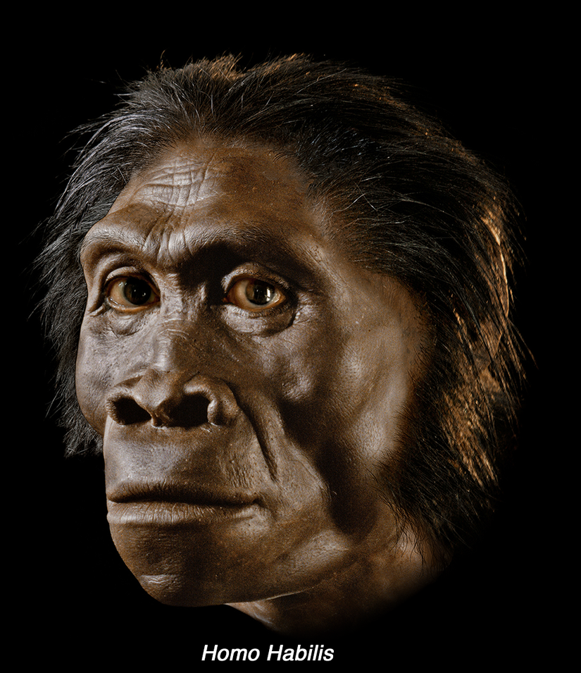 Homo habilis Rekonstrüksiyon