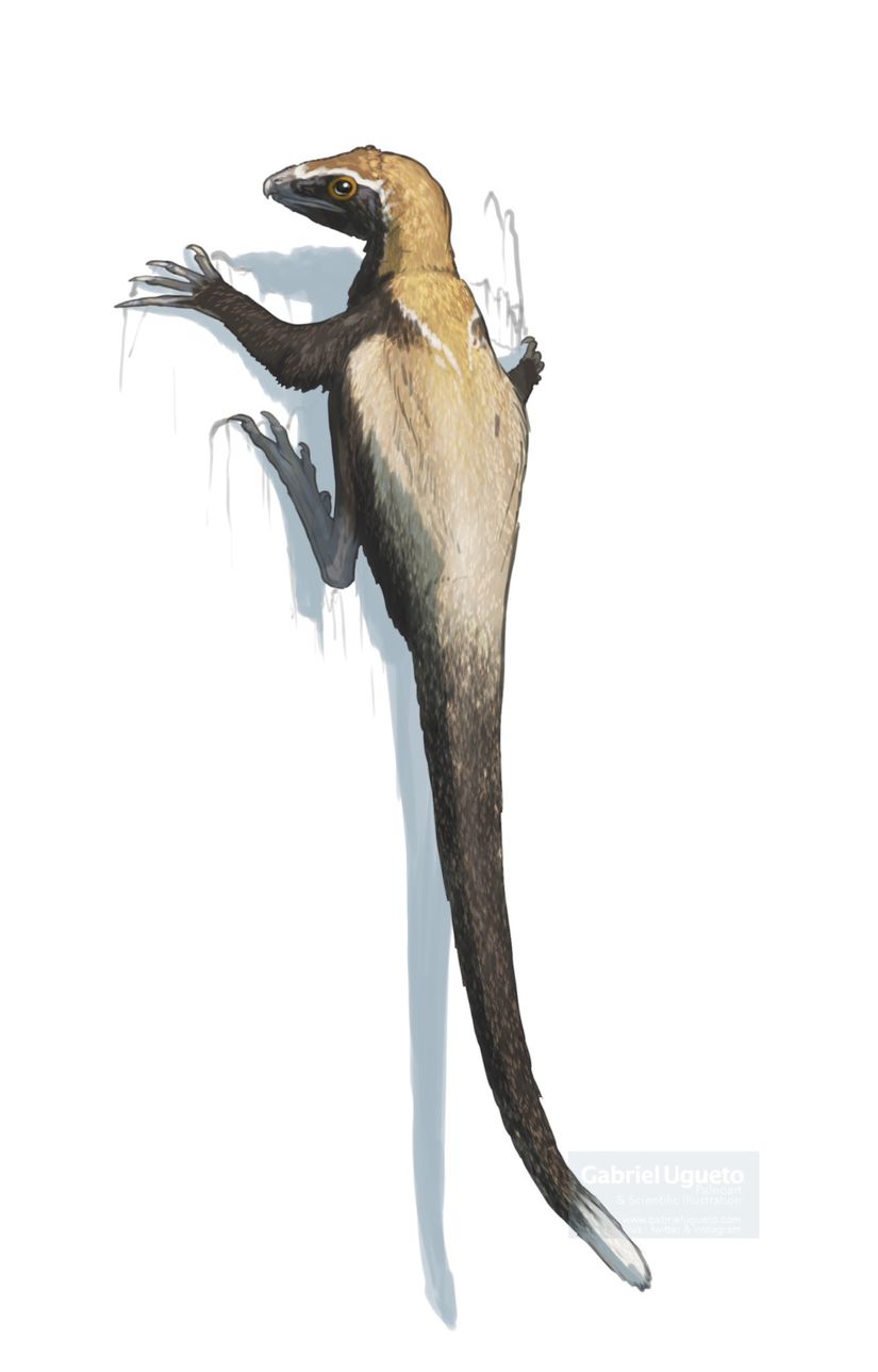 Yeni keşfedilmiş Venetoraptor cinsinin gerçekçi bir illüstrasyonu.