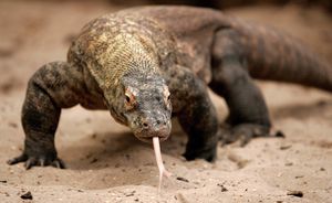 Komodo Dragons Unleash Predatory Power With Iron-Coated Teeth