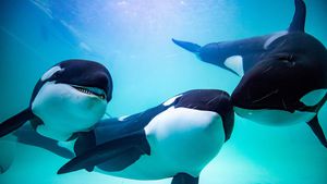 Menopoz Sonrası Dişi Katil Balinaların Bilgeliği