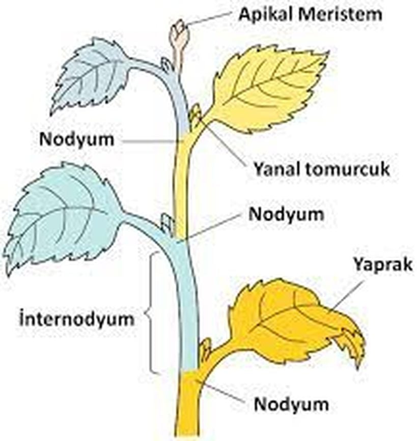 Bir bitkideki nodyum, internodyum, apikal meristem ve yanal tomurcuklar.