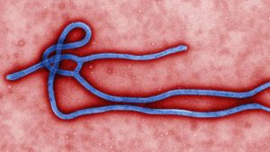 Ebola Virüsü Hızla Mutasyona Uğruyor ve Evrimleşiyor!