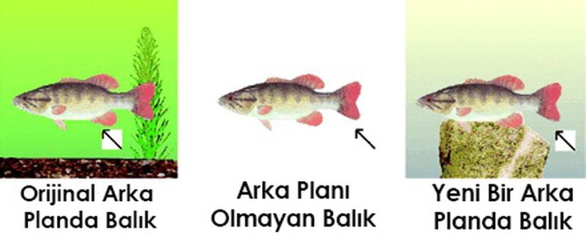 Görsel 7. Odaktaki balık solda daha önceden de göründüğü arka planla birlikte, merkezde arka plansız, sağda ise yeni bir arka planla görülüyor.