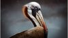Bilinen En Büyük Uçan Kuş: Pelagornis sandersi