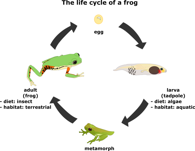 Omurgalı hayvan olan kurbağalarda karmaşık ve çift fazlı (biphasic) yaşam döngüsü. Bu örnekte, metamorfoz sürecinde kırılgan bir döneme girmeden ve nihayetinde bir yetişkin olmadan evvel yumurtadan larva çıkmaktadır. Morfolojideki değişimler besin alımındaki ve habitat kullanımındaki farklılıklarla ilintilidir.