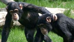 Şempanzeler, Yardımlaşmayı Rekabete 5 Kat Fazla Tercih Ediyor!