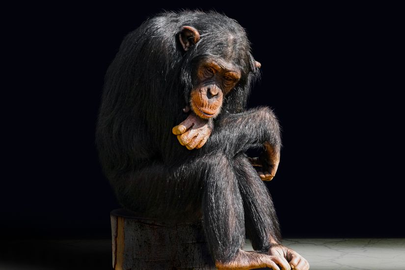 Şempanzeler beyaz yağ hücrelerini kahverengi yağ hücrelerine çevirebilmektedir.