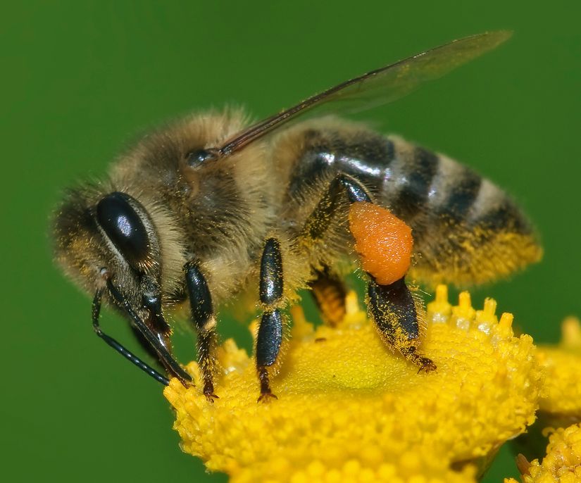 Bal arıları (Apis mellifera) polen taşıma ve bitki tozlaşmasını sağlamaları sebebiyle ekosistem içinde temsilci türleridir.