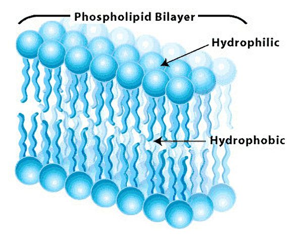 Yağ molekülleri su içerisindeyken bu şekilde bir yapı oluşturur. Hidrofilik kısım suya bakarken hidrofobik kısım içe bakar, suyla temas etmez.