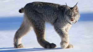 Kanada Vaşağı: Bir Kedi Nasıl Evrimleşir?