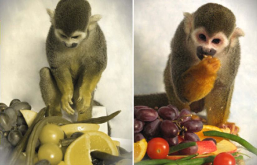 Dalton isimli bu erkek sincap maymunu S-opsin ile tedavi edildi. Soldaki resim Dalton'un tedavi öncesi nasıl gördüğünü simüle edecek şekilde değiştirildi. Sağdaki resim ise tedavi sonrası yeni bir trikromat olarak nasıl gördüğünü gösteriyor.