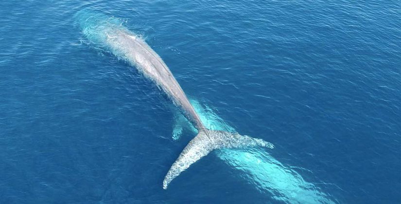 Bir mavi balina yavrusunu emziriyor