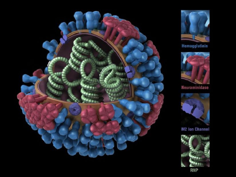Bir influenza virüsünün 3D modeli. Genetik materyali içinde, proteinleri yüzeyden çıkıyor (HA mavi, NA kırmızı).
