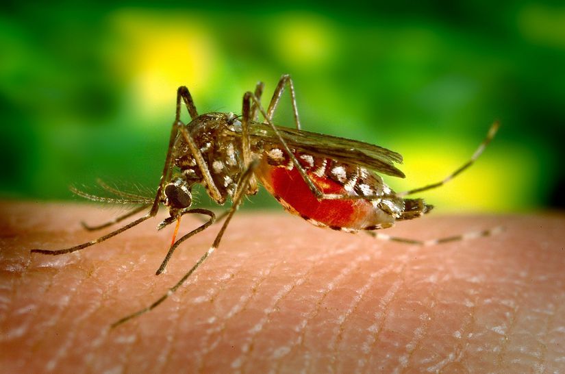 Dang Humması yayılmasın da sivrisineklerin büyük rolü vardır.