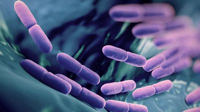 Probiyotik Nedir? Sindirim Sistemimize Dost Olan Bakteriler Ne İşe Yarar?